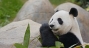 Panda at the San Diego Zoo